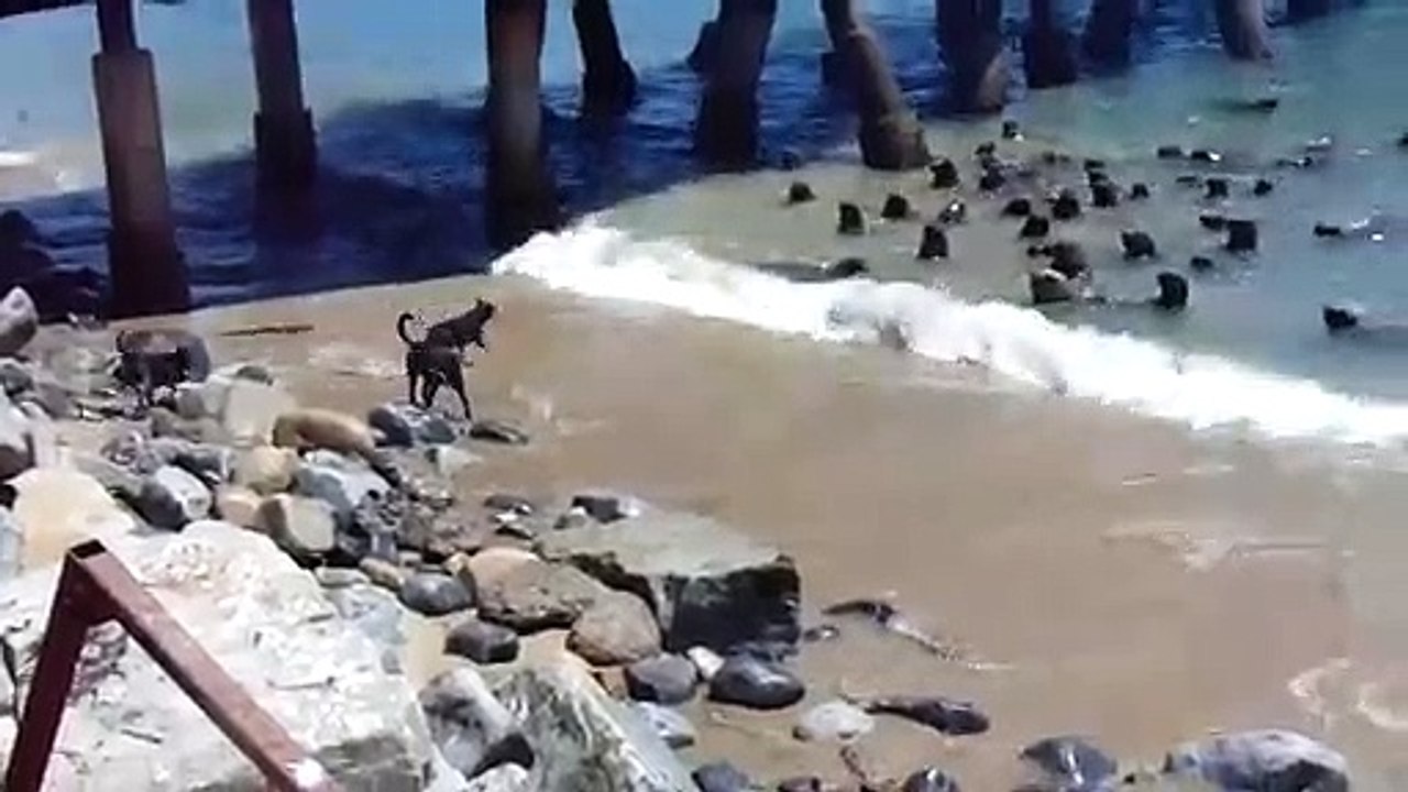 4 chiens débiles veulent chasser un banc de de lions de mer. Tellement drôle