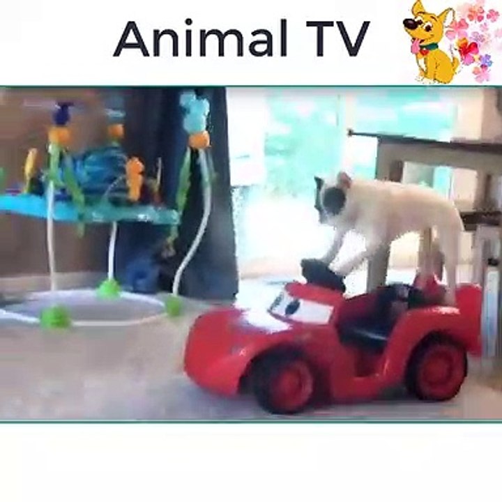 stupid
