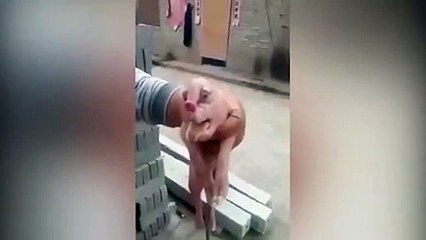 Ce fermier a découvert une bête monstrueuse dans sa ferme