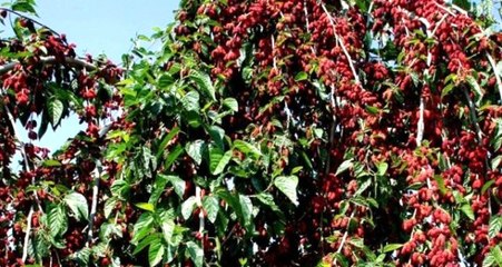 Yapraktan Çok Meyvesi Olan Dut Ağaçları Görenleri Hayrete Düşürdü