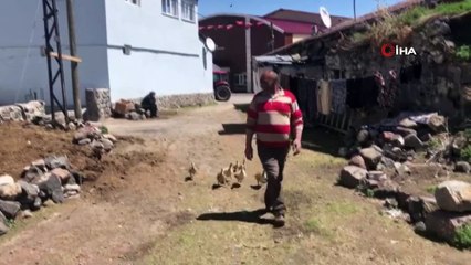 Kaz civcivlerine gözü gibi bakıyor