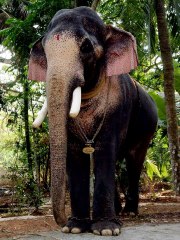 പൂ​ര​വി​ളം​ബ​ര​ത്തി​ന് തെ​ച്ചി​ക്കോ​ട്ടു​കാ​വ് രാ​മ​ച​ന്ദ്ര​ന്‍ എ​ത്തും