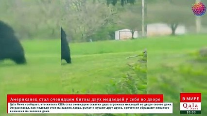 Американец стал очевидцем битвы двух медведей у себя во дворе
