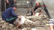 Gaziantep Havalar Isındı, Koyunlarda Kırkma Başladı