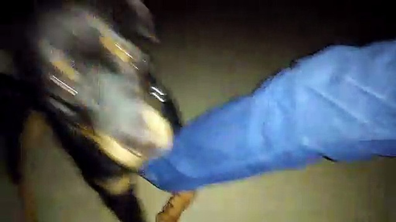 Panther masti