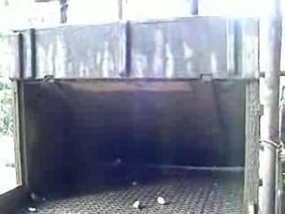 Guyane - Orpaillage - Clandestin