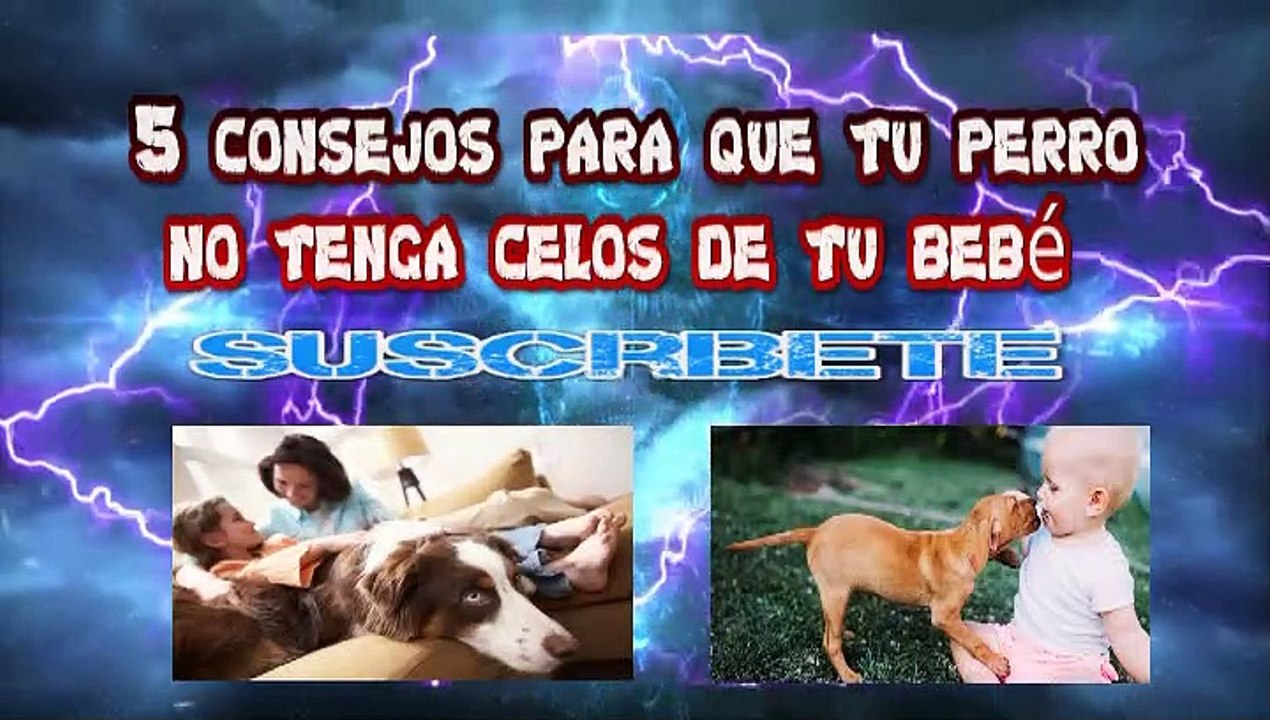 5 consejos para que tu perro no tenga celos de tu bebé