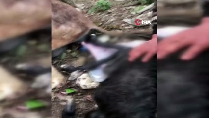 8. sınıf öğrencisi bir veteriner gibi sahipsiz eşeği doğurttu