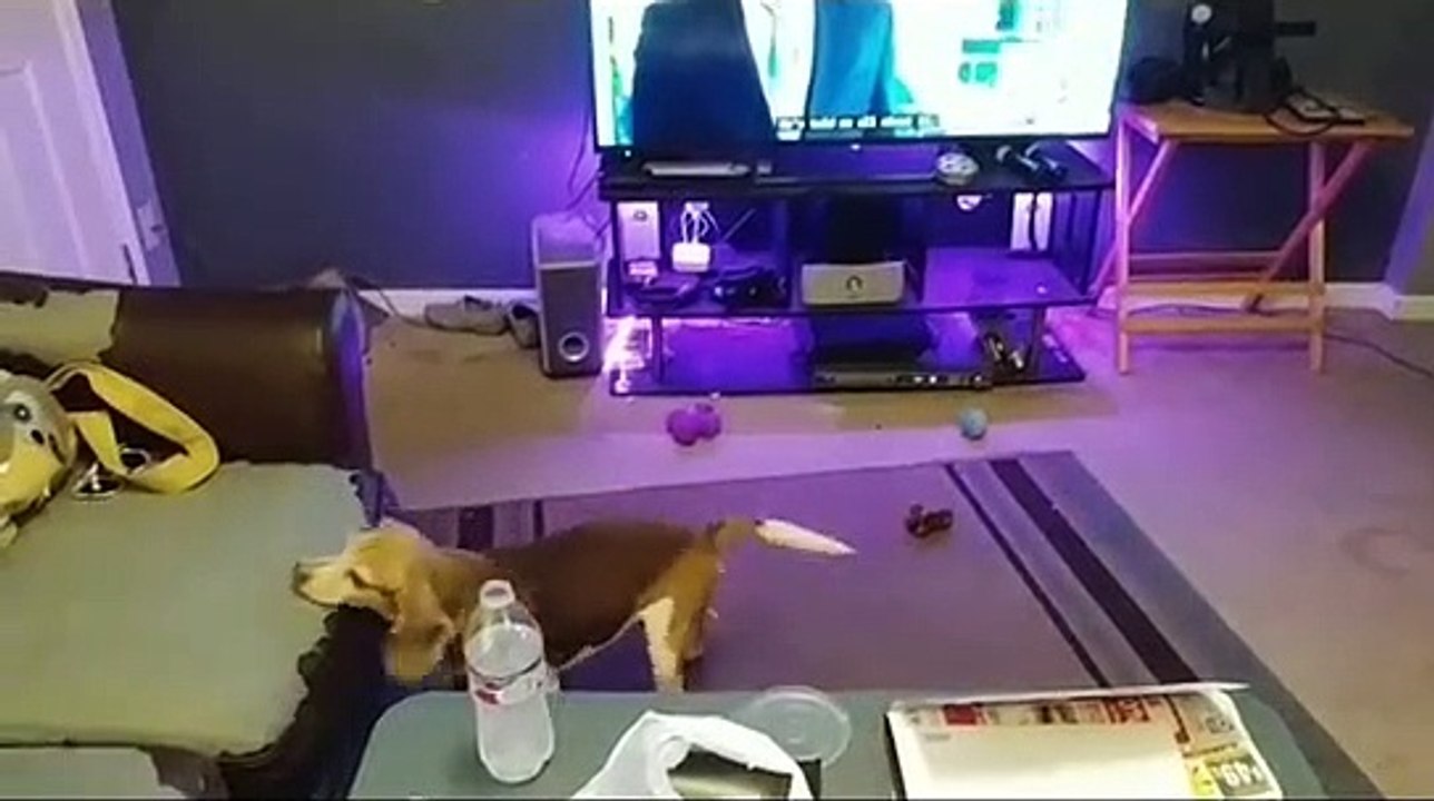 Un chien perfectionne sa course d'élan avant de sauter sur le canapé