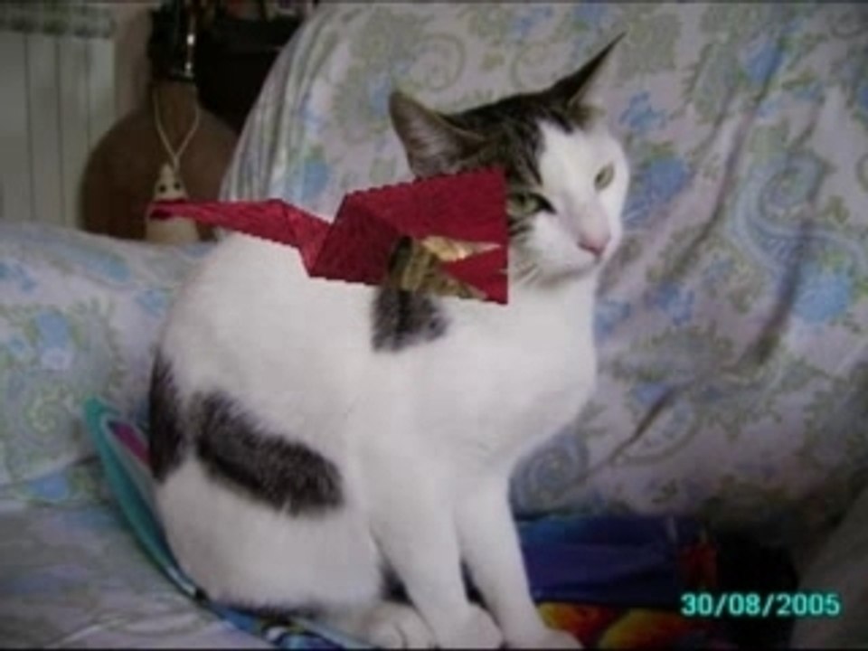 Cani e Gatti, i miei dolci animali