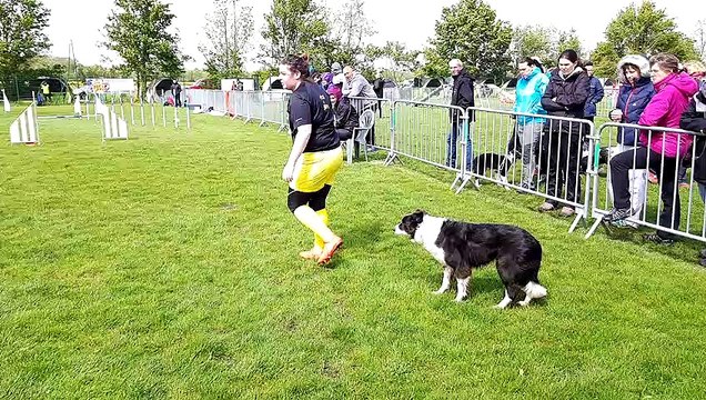 Agility : le sélectif du trophée par équipes de la grande région Est à Morschwiller-le-Bas