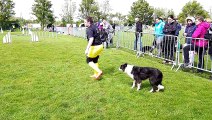Agility : le sélectif du trophée par équipes de la grande région Est à Morschwiller-le-Bas