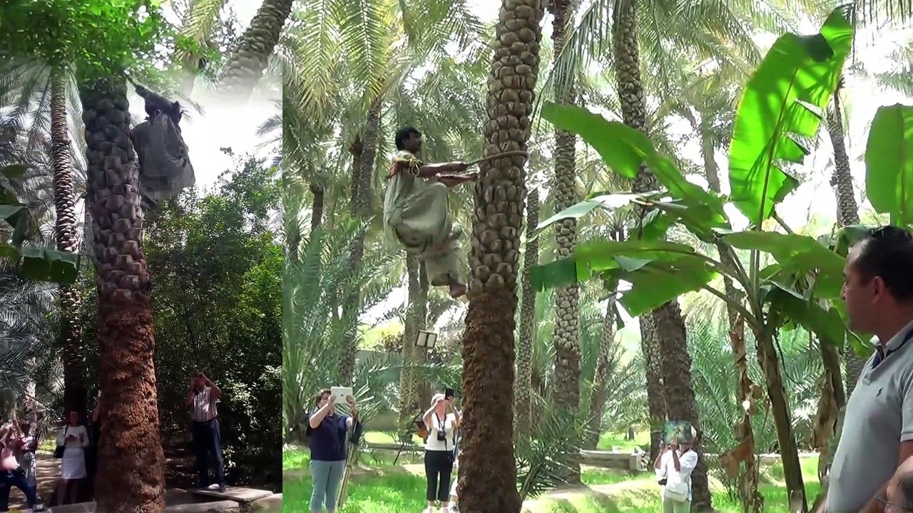 Al Aïn ceuilleur de dattes