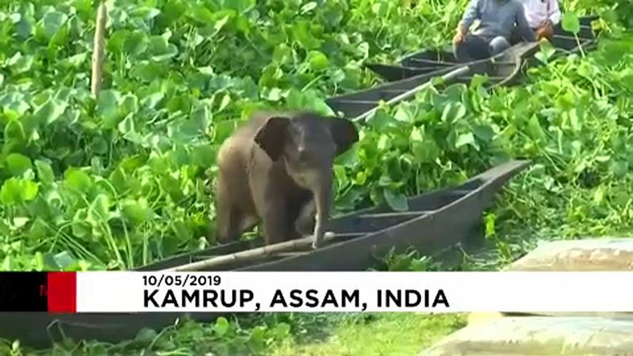 Kleiner, verlorener Elefant