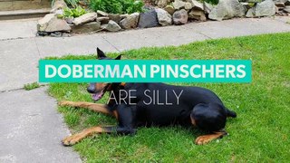 Rescued Doberman Pinscher Living His Best Life