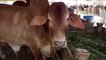 FAISALABAD NIAMUANA COW MANDI - COW QURBANI EID 2018 - BAKRA MANDI 2018 COW MANDI VIDEOS