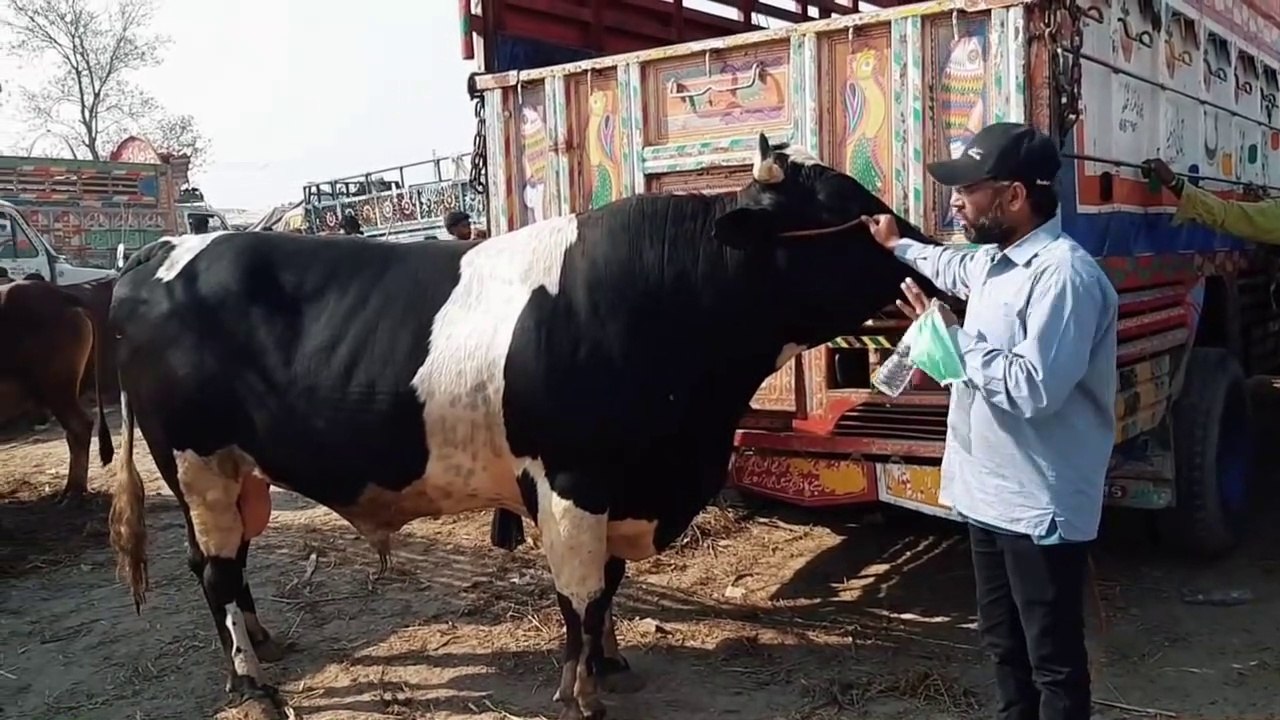 Heaviest Bachray in Lahore Shahpur Kanjra Mandi - Qurbani Eid 2018 k Liye Tayyarian