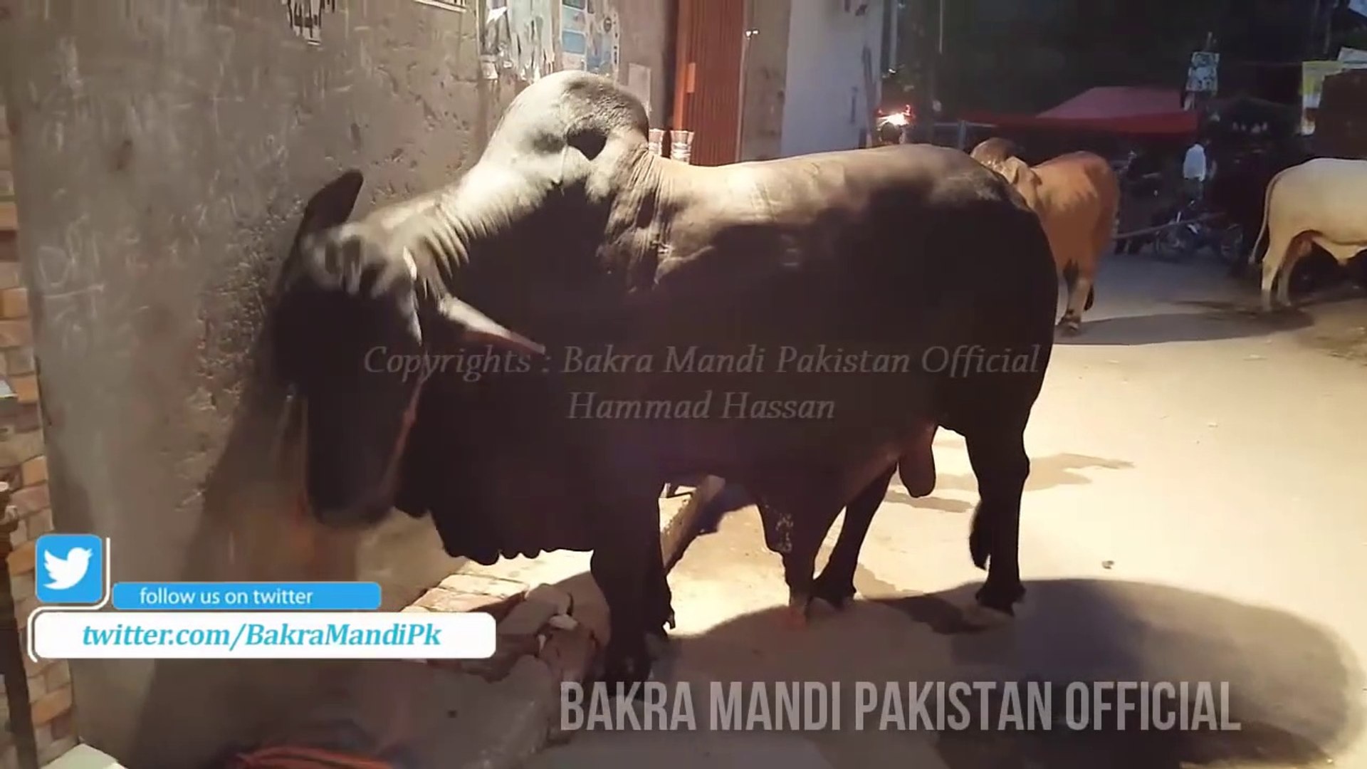 qurbani bakra eid