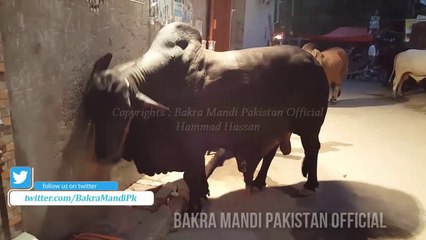 Heaviest Bachray Near Sagian Mandi - Gujjar House - Bakra Eid - Qurbani Eid 2017 - 2018