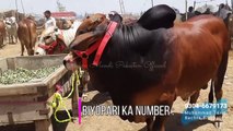 HEAVY BEAUTIES SAHIWAL BULL - Sahiwal Cow in Lahore Bakra Mandi Shahpur Kanjra for Bakra Eid 2018
