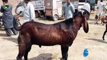 Heavy Nagra Goat - Beetal - Lahore Bakra Mandi - Shahpur Kanjra