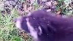 Un jeune raton laveur vient demander à manger. pas timide