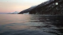 Quand 3 baleines font surface à quelques mètres de touristes en Norvège