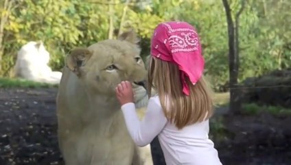 Cette lionne vient faire une petite surprise à une fillette