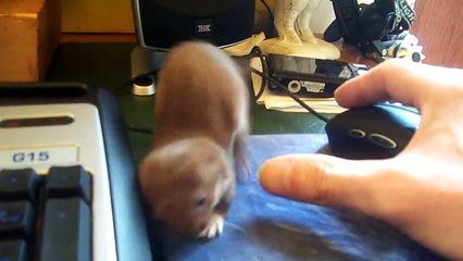 Son furet l'empêche de travailler.. Impossible de toucher à la souris