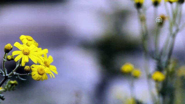 Jandarma Genel Komutanlığından Anneler Günü videosu - ANKARA
