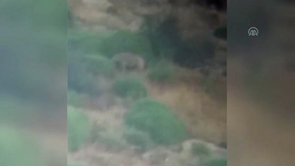 Hatay'da Çizgili Sırtlan Familyası Görüntülendi