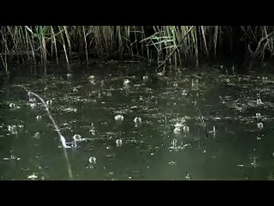 Rainfall