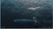 Paddle Boarder Encounters Blue Whale in OPEN OCEAN!
