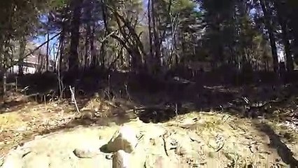 Trio of fox pups drag GoPro into their den!