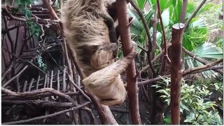 Baby Sloth Welcomed at Londo Zoo!