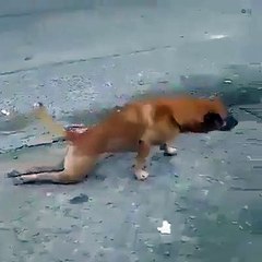 কতটা অসহায় হয়ে এভাবে হাঁটছে। কিন্তু না মানুষের মত অভিনয় করতাছে এই কুকুরটা।