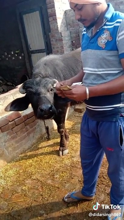 Most funy whatsapp video