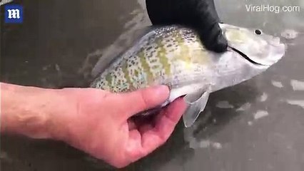 Người đàn ông ngỡ ngàng khi thấy con cá sinh con ngay trên tay của mình.