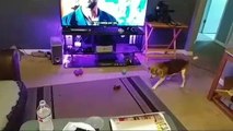 Un chien perfectionne sa course d'élan avant de sauter sur le canapé