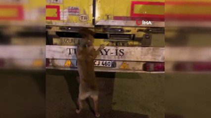 Çekicinin dorsesinden kaçak sigaraları 'Tiryaki' buldu