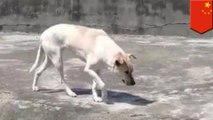 Kebun binatang Cina dengan anjing di dalam kandang serigala - TomoNews