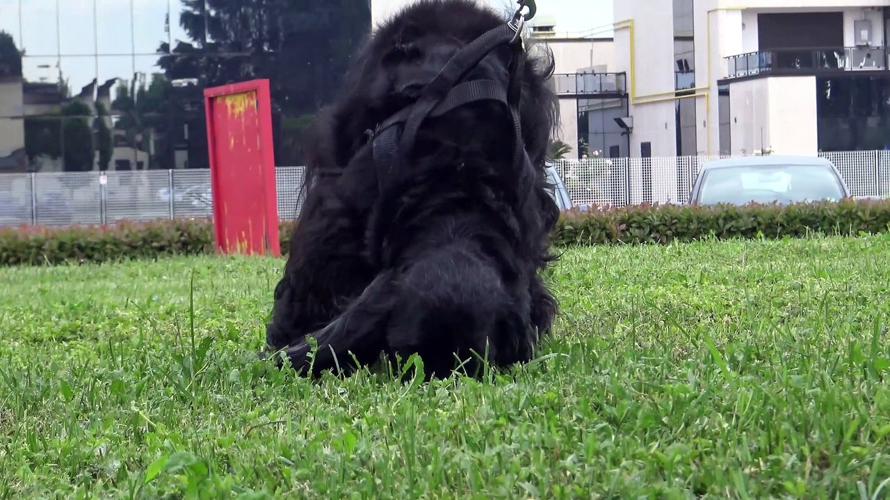 KIRA COCKER SPANIEL 15 YEARS OLD