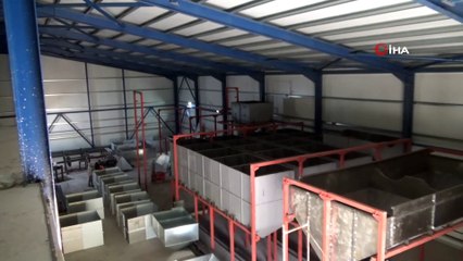 Zonguldak'ta ilk organik fındık fabrikası kuruluyor