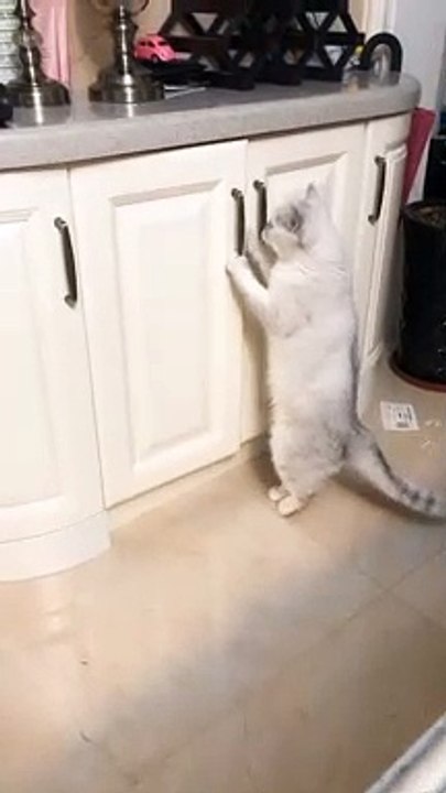 It's not the fitst time for him to look for the food in the kichen.