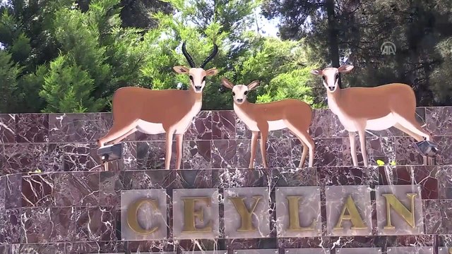 Dağ ceylanlarının sayısı giderek artıyor - ŞANLIURFA