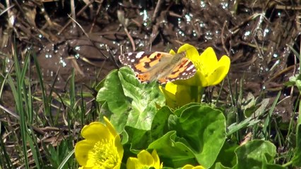 Sarıkamış’ta mayıs ayında kış ile bahar bir arada - KARS