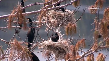 Uşak'ın "Saklı Cennet"inde kuş sayısında rekor artış