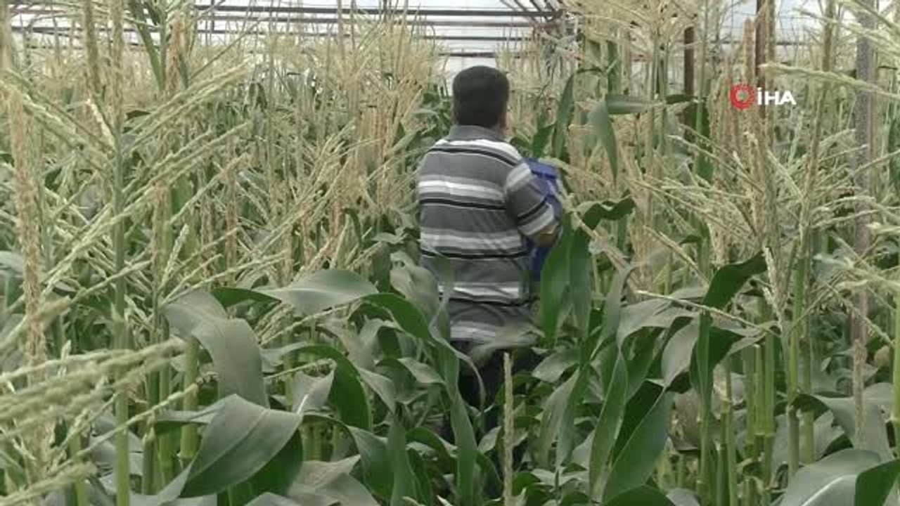 Antalyalı Çiftçi Serasında Ezber Bozdu