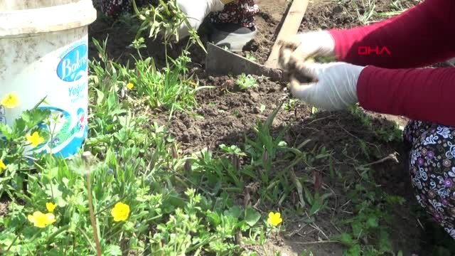 Samsun Orkide, Kilosu Bin Liradan Alıcı Buluyor