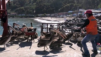 Brown Pelicans at San Antonio  in  Chile